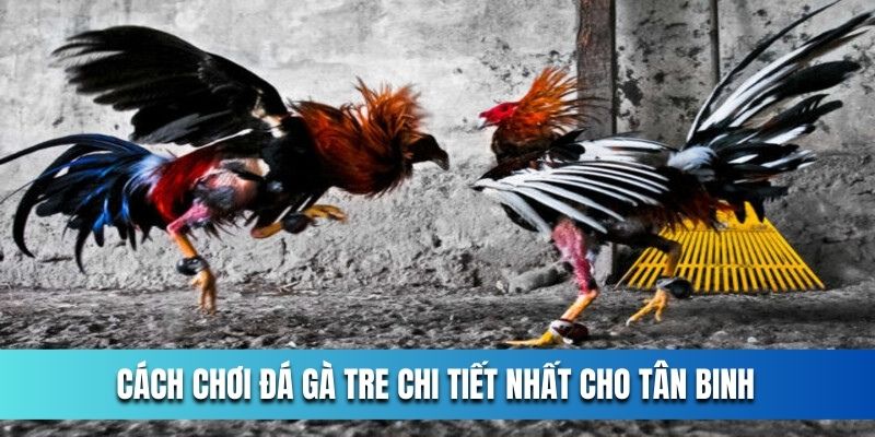 Cach-choi-da-ga-tre-chi-tiet-nhat-cho-tan-binh