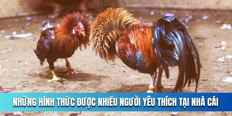 nhung-hinh-thuc-duoc-nhieu-nguoi-yeu-thich-tai-nha-cai